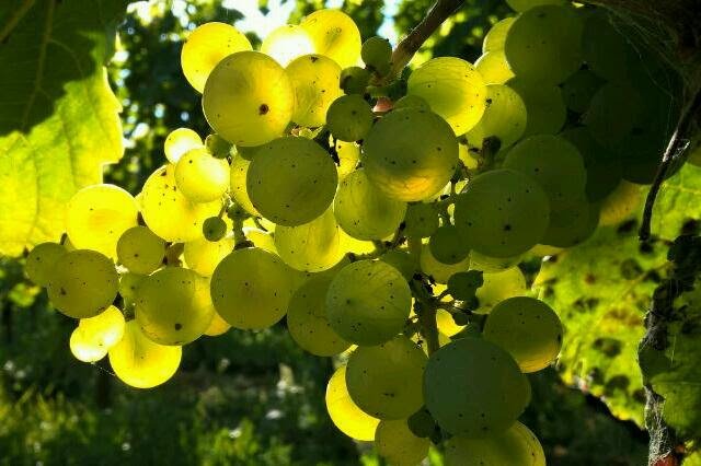 Podzimní vinice, ilustrační foto.jpg Podzimní vinice, ilustrační foto