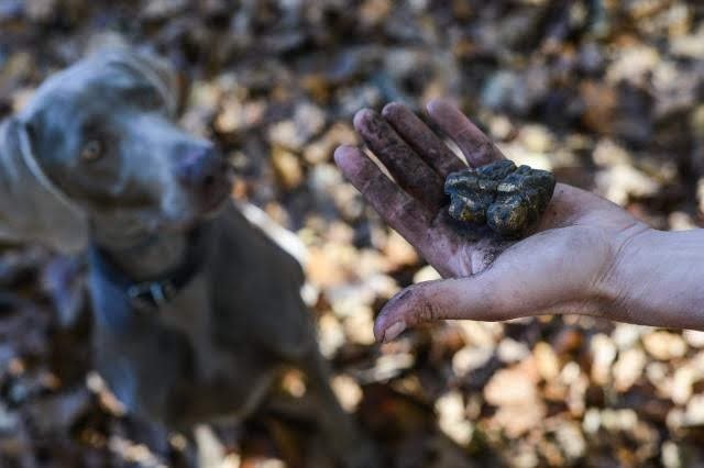 Lanýž je velmi vzácný druh houby rostoucí pod zemí.jpg Lanýž je velmi vzácný druh houby rostoucí pod zemí