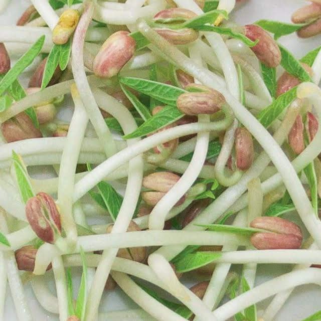 Mungo Mungo Mungo.jpg Tak to ne, holoto, ani mungo klíčky si doma načerno pěstovat nebudete ?