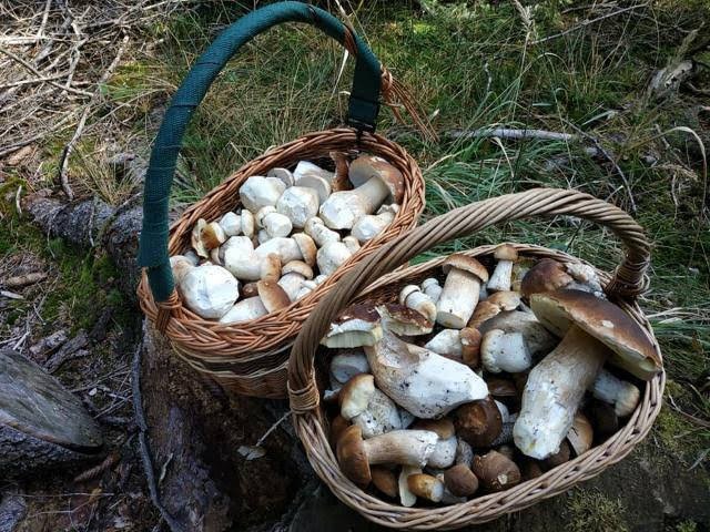 Kdo nehoubaří, není Čech.jpg Kdo nehoubaří, není Čech