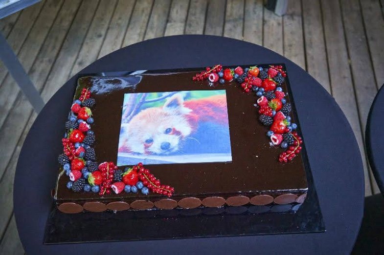 Dort s pandou.jpg Dort s pandou