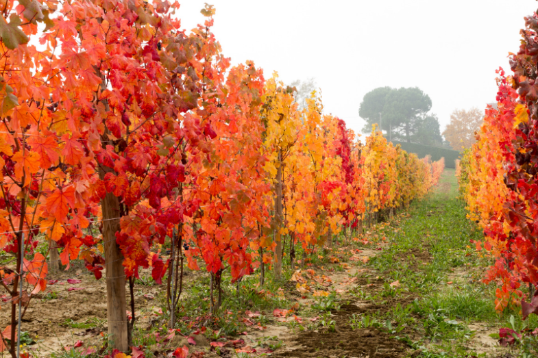 Svatomartinská vína ochutnáme už za měsíc.png Svatomartinská vína ochutnáme už za měsíc