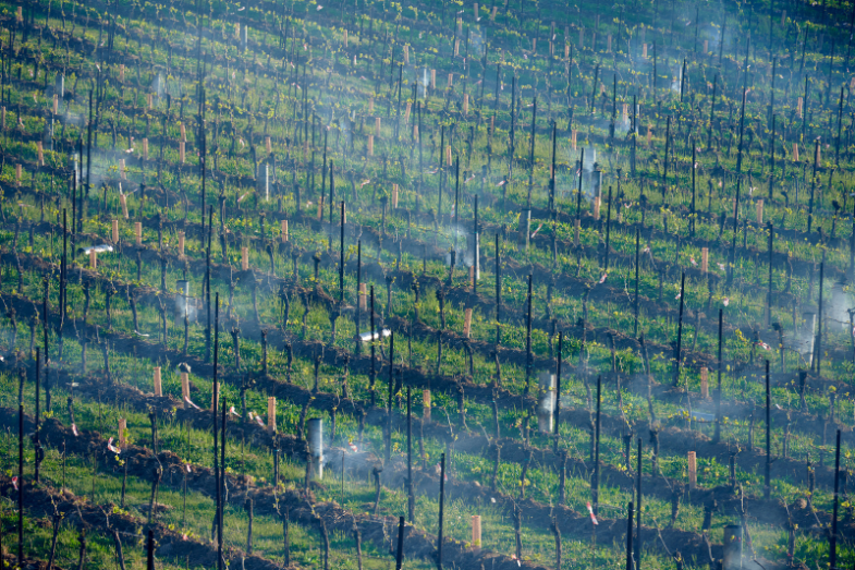 Ohně na vinicích, ilustrační obrázek, foto Canva.png Ohně na vinicích, ilustrační obrázek, foto Canva